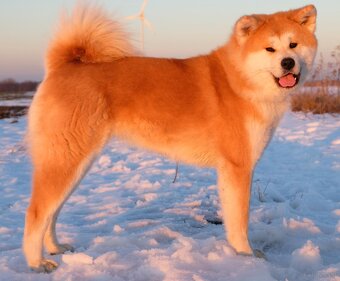 Akita Inu akita japońska szczenięta - 5