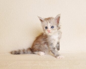 Przepiękna koteczka Maine Coon - 5