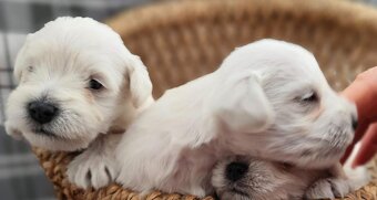 Sznaucer malý s PP - 5