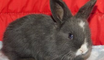 Cudne baranki niebieskie mini lop - 5
