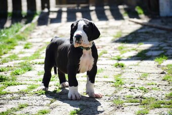 Dog niemiecki z rodowodem - 5