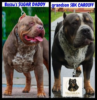 American bully xl - 5