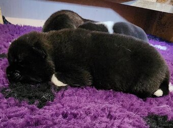 Amerikan Akita - excellent puppies - 5