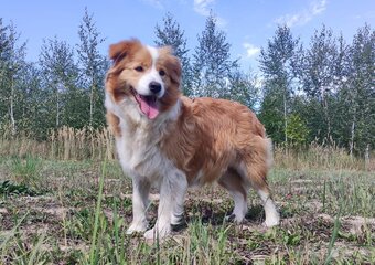 Piękna suczka HELGA - BORDER COLLIE z pełną dok. super rodzi - 5