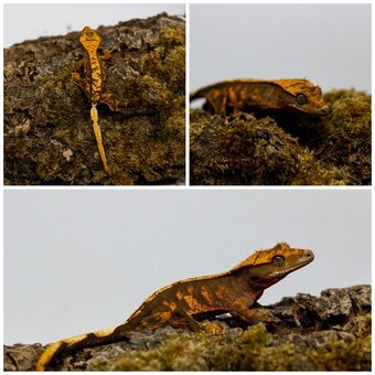 Gekony orzęsione (ciliatus) + akcesoria GeckoSVK - 5
