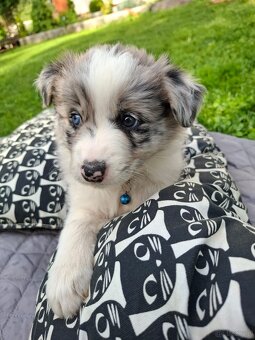 Border Collie czarno biała i Blue Merle - 5