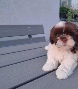 Pieski shihtzu - 5