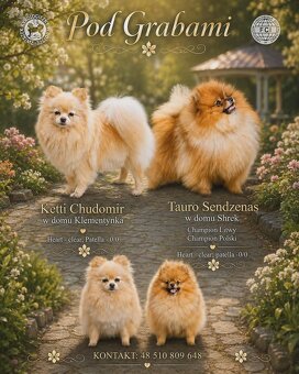Pomeranian do rezerwacji FCI - 5