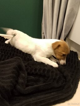 Jack Russell Terrier suczka - 5