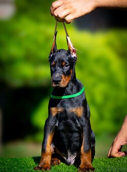 KUPIOWANE SZCZENIĘTA DOBERMANA Z RODOWODEM FCI - 5
