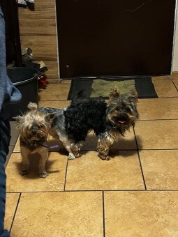 Yorkshire terrier - 5
