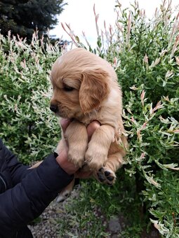 Szczenie golden retriever - 5