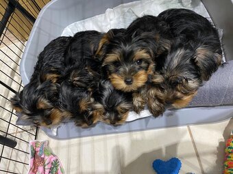 Yorkshire Terrier - 5