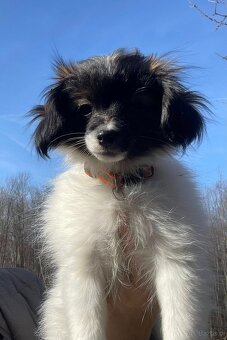 spaniel kontynentalny miniaturowy phalene (nie papillon) - 5