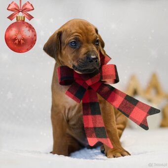 Rhodesian Ridgeback z rodowodem - 5