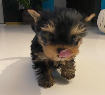 Yorkshire terrier - 5