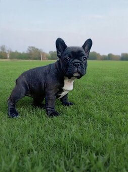 buldog francuski - 5