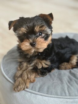 Yorkshire terrier - 5