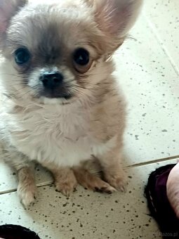 Chihuahua Długowłosa Maleńka Dziewczynka - 5