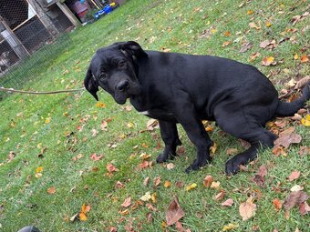 Cane corso - 5