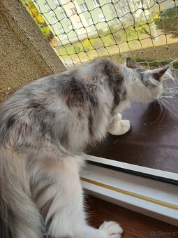 Maine coon - 5