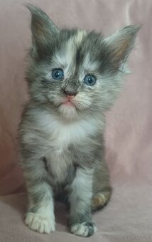 Maine Coon kotka rodowód fpl - 5