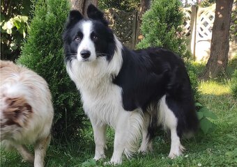 Rasowy pies, szczenię Border Collie z Hodowli, pełna dok. - 5