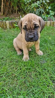 Cane Corso - Psy i suczki - do odbioru - z metrykami, ojciec - 5