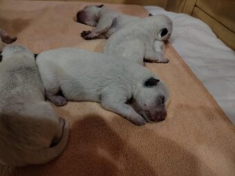 Australian cattel dog - 5