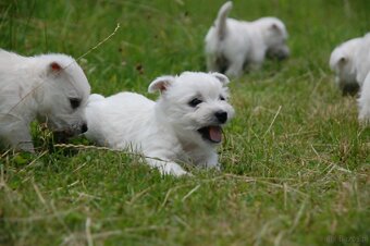 Szczeniaki West Terrier - 5