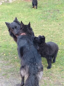 Owczarek niemiecki długowłosy - 5