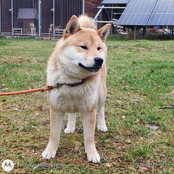 Shiba Inu, czerwony piesek mocno czernią przyprószony - 5