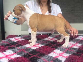 Szczenięta amstaff - 5