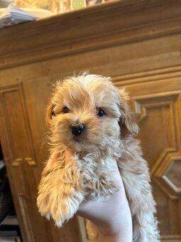 Szczenięta hybryda pudel york goldust - 5