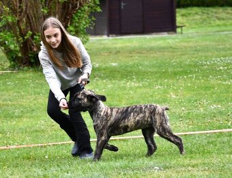 Boerboel - Szczeniak s rodowod FCI - 5