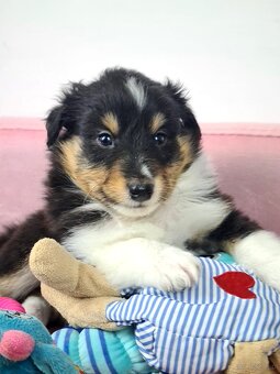 Owczarek szetlandzki sheltie - 5