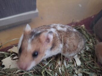 Chomiki Syryjskie 4 tygodniowe - 5