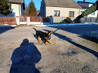 Oddam młodego psa rasy owczarek - 5