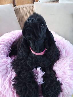 Cocker spaniel american/PP fci - 5