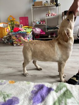 Sprzedam labladora suczkę - 5