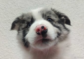 Szczenię BORDER COLLIE z Hodowli - Rasowy pies z pełną dok. - 5