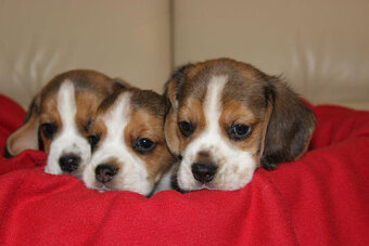 Beagle - szczeniaczki ZKwP - 5