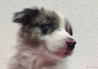 Piękny pies BORDER COLLIE z Hodowli - Rasowy z pełną dok. - 5