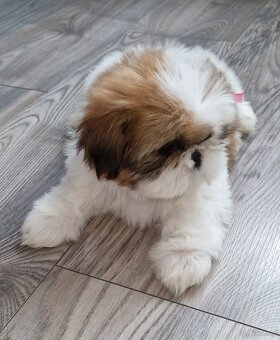 Pieski rasy Shih-tzu - 5
