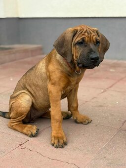Tosa inu - szczenięta s PP - 5