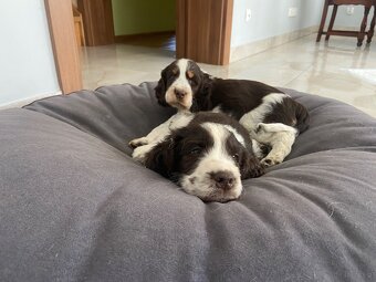 Springer Spaniel Angielski - 5