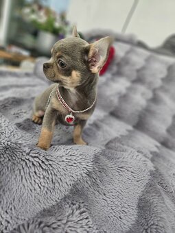 Piesek chihuahua liliowy - 5