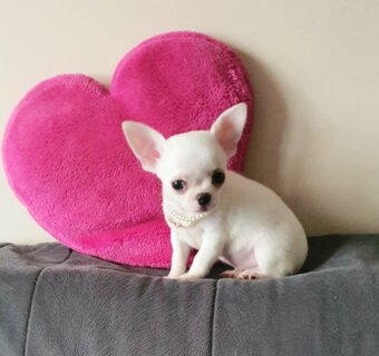 Chihuahua śliczne białe pieski - 5