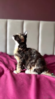 Maine Coon kotka Hermiona - 5