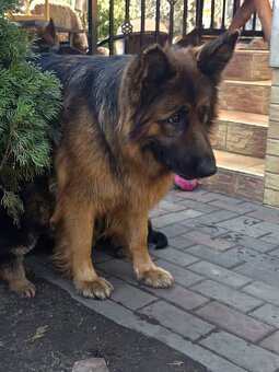 Owczarek niemiecki długowłosy - 5